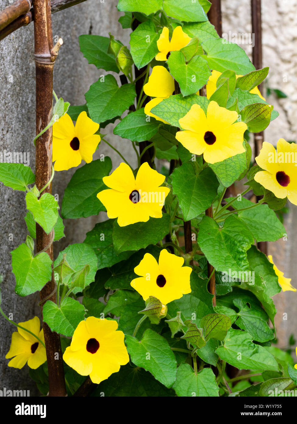 Dunkle Augen, gelbe Blumen und Klettern Stängel der Ausschreibung jährliche twiner, thunbergia Alata, Black Eyed Susan Rebe Stockfoto