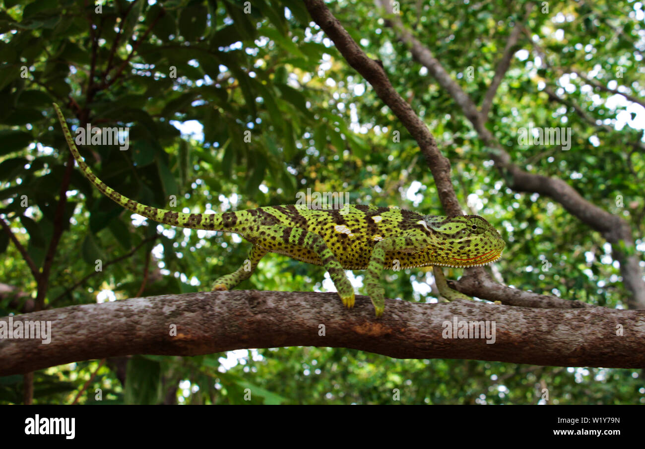 Die Klappe-necked Chamäleon ist die häufigste und weit verbreitete des Chameleon Familie. 42 Arten sind aus Ostafrika aufgezeichnet Stockfoto