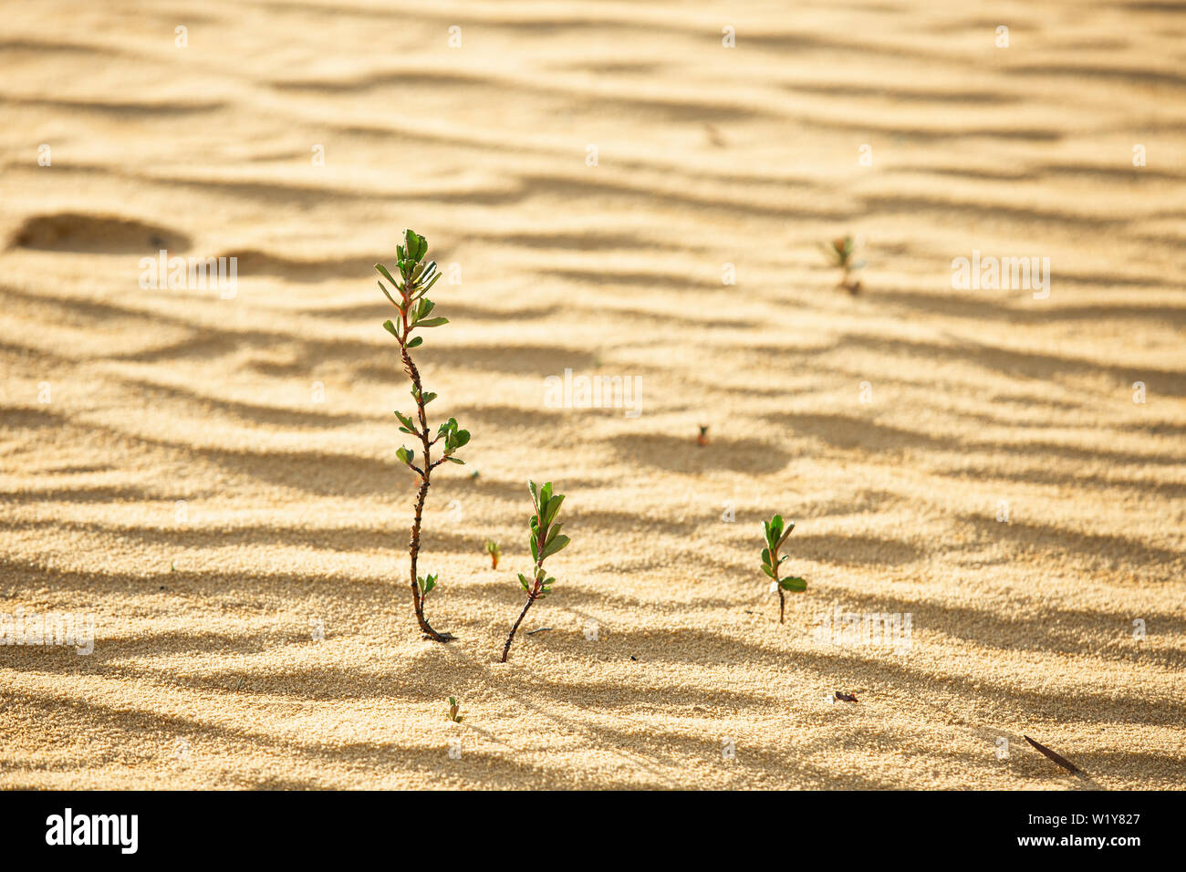 Junge grüne genügsame Pflanze sprießen aus dem Sand in einem goldenen Hintergrundbeleuchtung und trowing Schatten Stockfoto