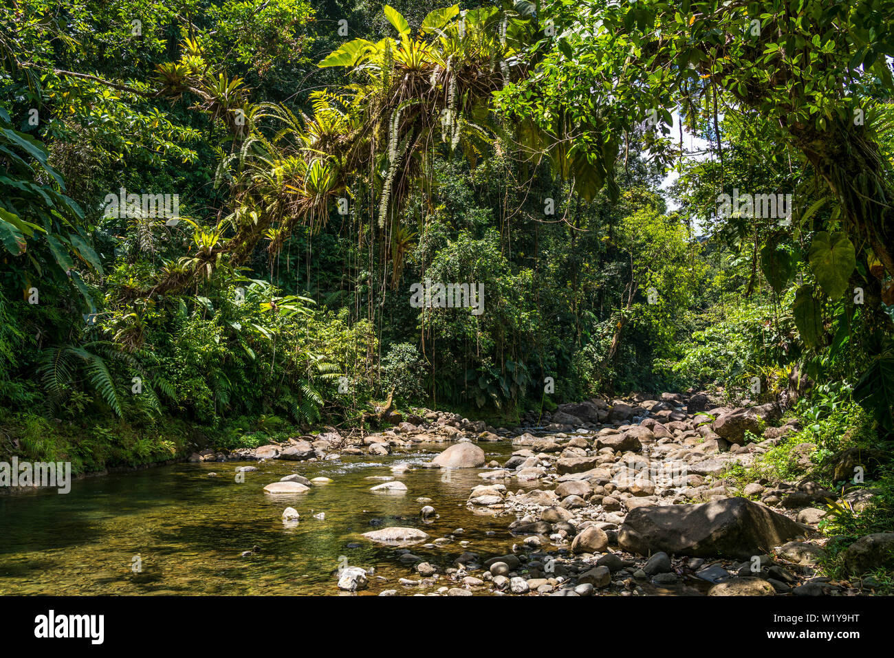 Urwald und Fluss im Nationalpark Guadeloupe, Basse Terre Guadeloupe, Frankreich | Jungle River National Park, in Guadeloupe Basse Terre, Guadeloup Stockfoto