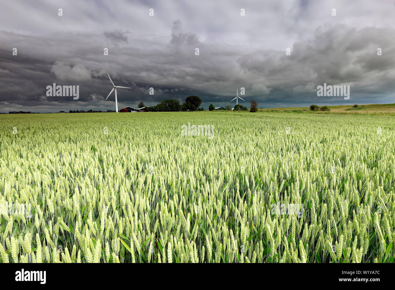 Weizenfeld und Windenergieanlagen im Sommer, Holland Stockfoto