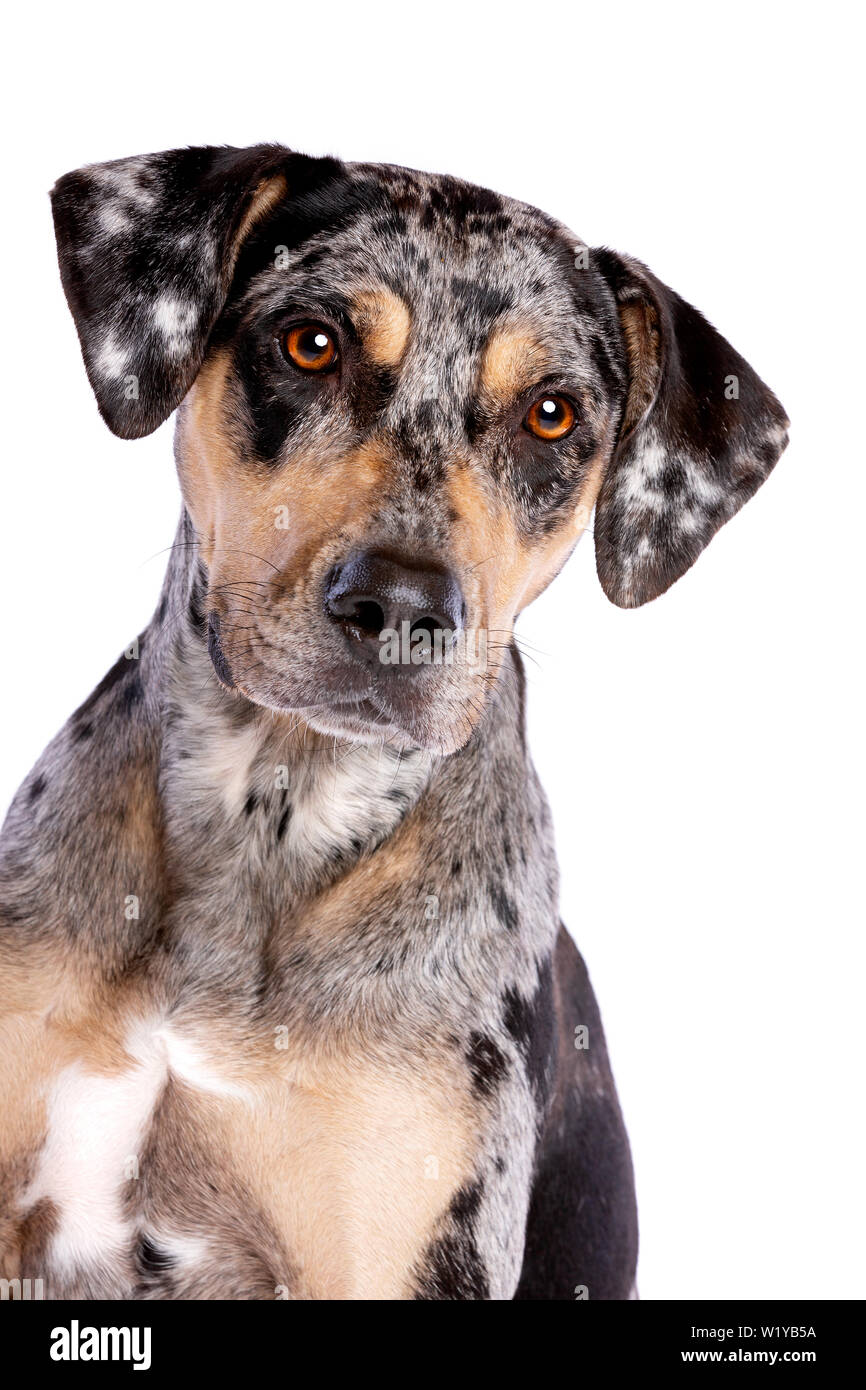 Louisiana Catahoula Leopard Dog vor einem weißen Hintergrund Stockfoto