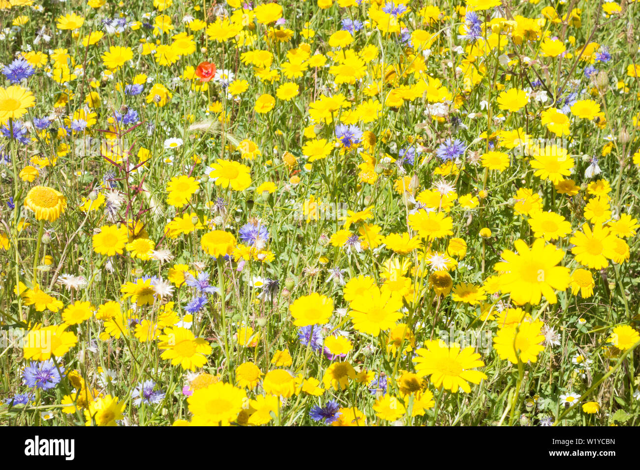 Eine Fülle von Wildblumen an einem hellen Sommer Stockfoto