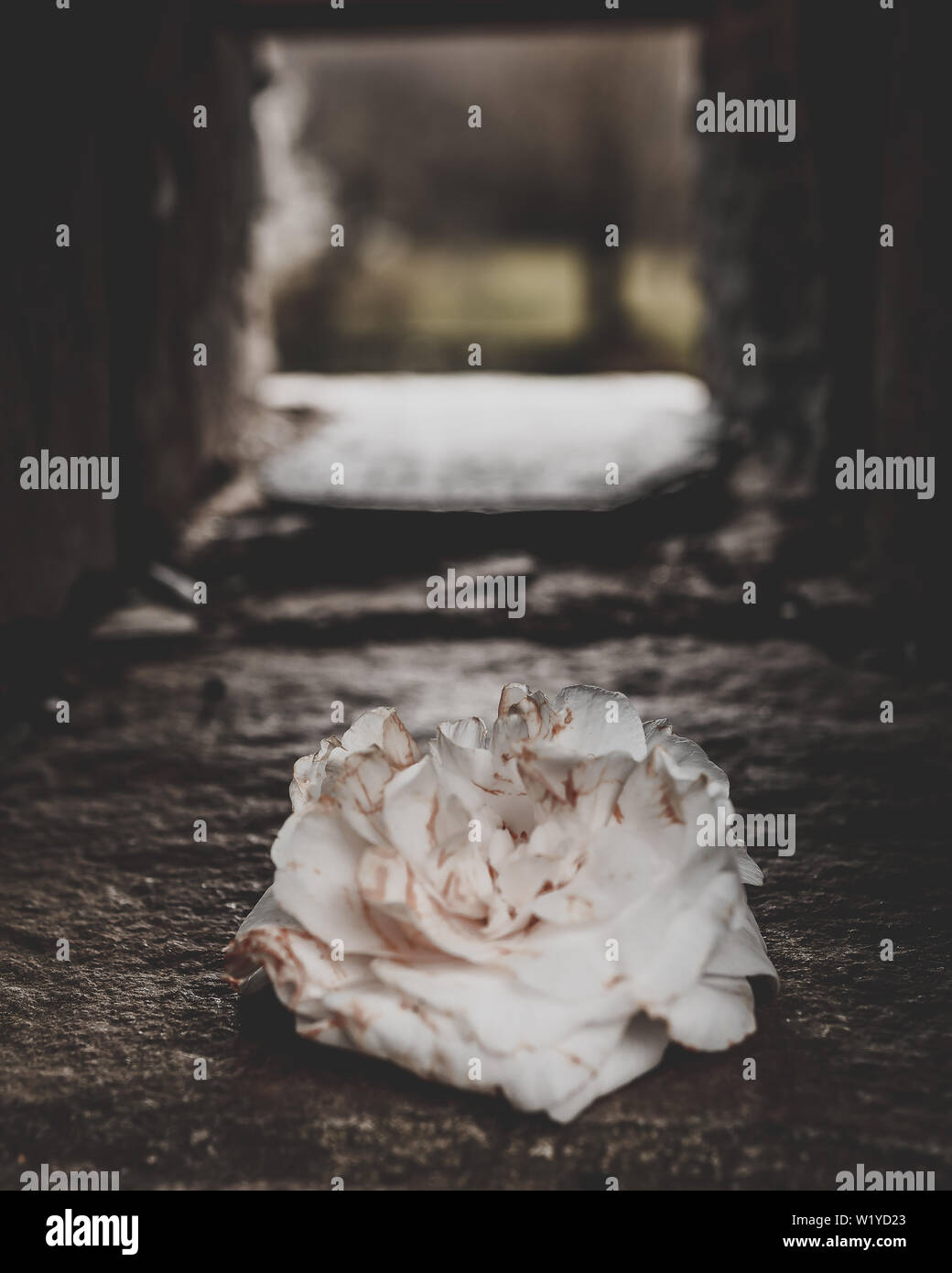 Weiße Blume in Hohlen Stein Wand. Stockfoto Weiße Blume in Hohlen Stein Wand. Stockfoto