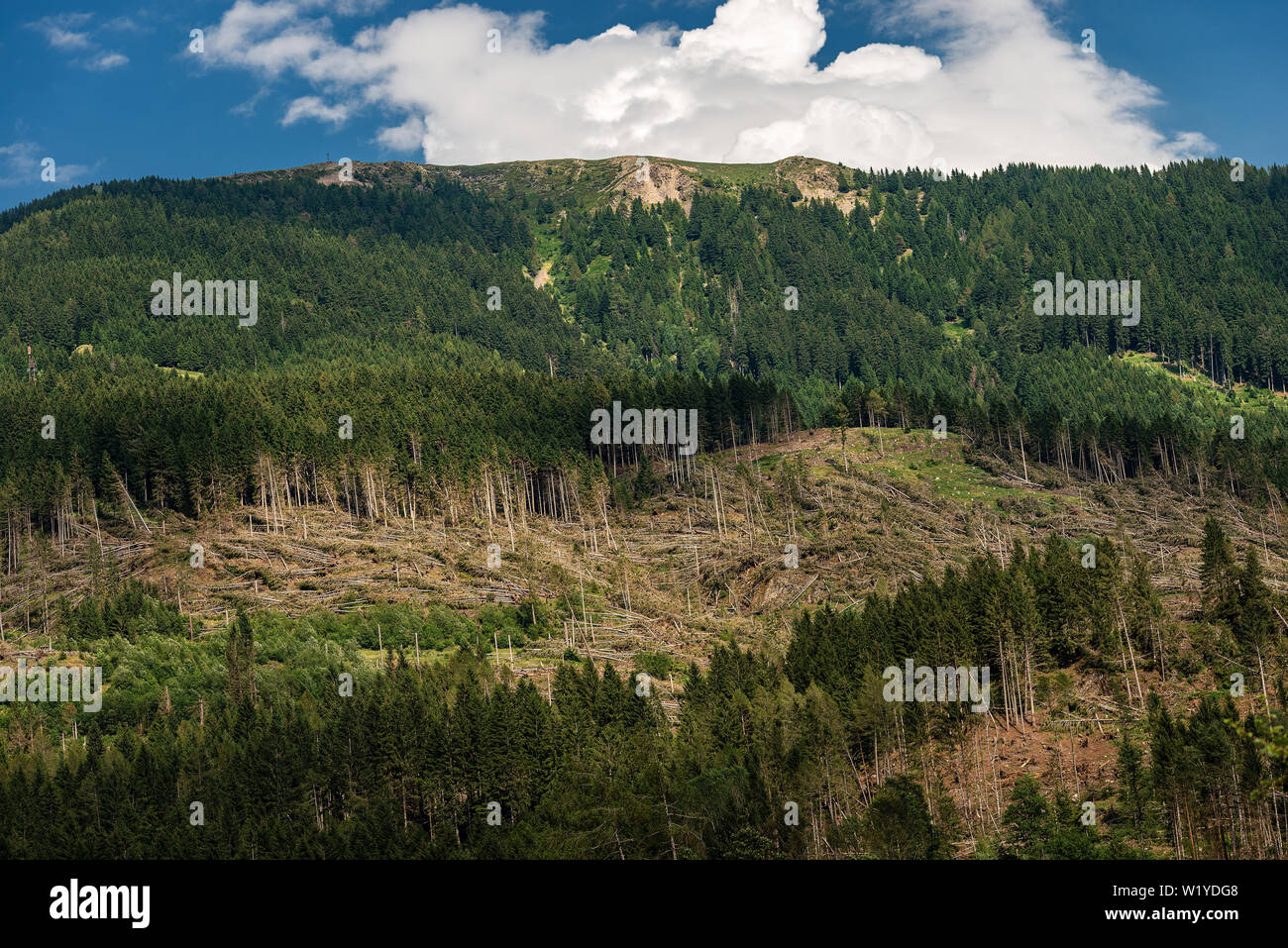 Wald mit Tausenden von Bäumen aufgrund der sehr starken Wind gefallen, November 2018, Baselga di Pine. Naturkatastrophe in Trentino Alto Adige, Italien, Stockfoto
