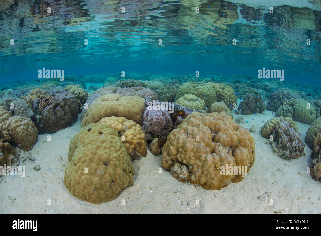 Gesunde Korallen wachsen im seichten Wasser in der Nähe von der Insel Ambon in Indonesien. Diese vielfältige, remote, tropischen Bereich ist Teil der Korallen Dreieck. Stockfoto