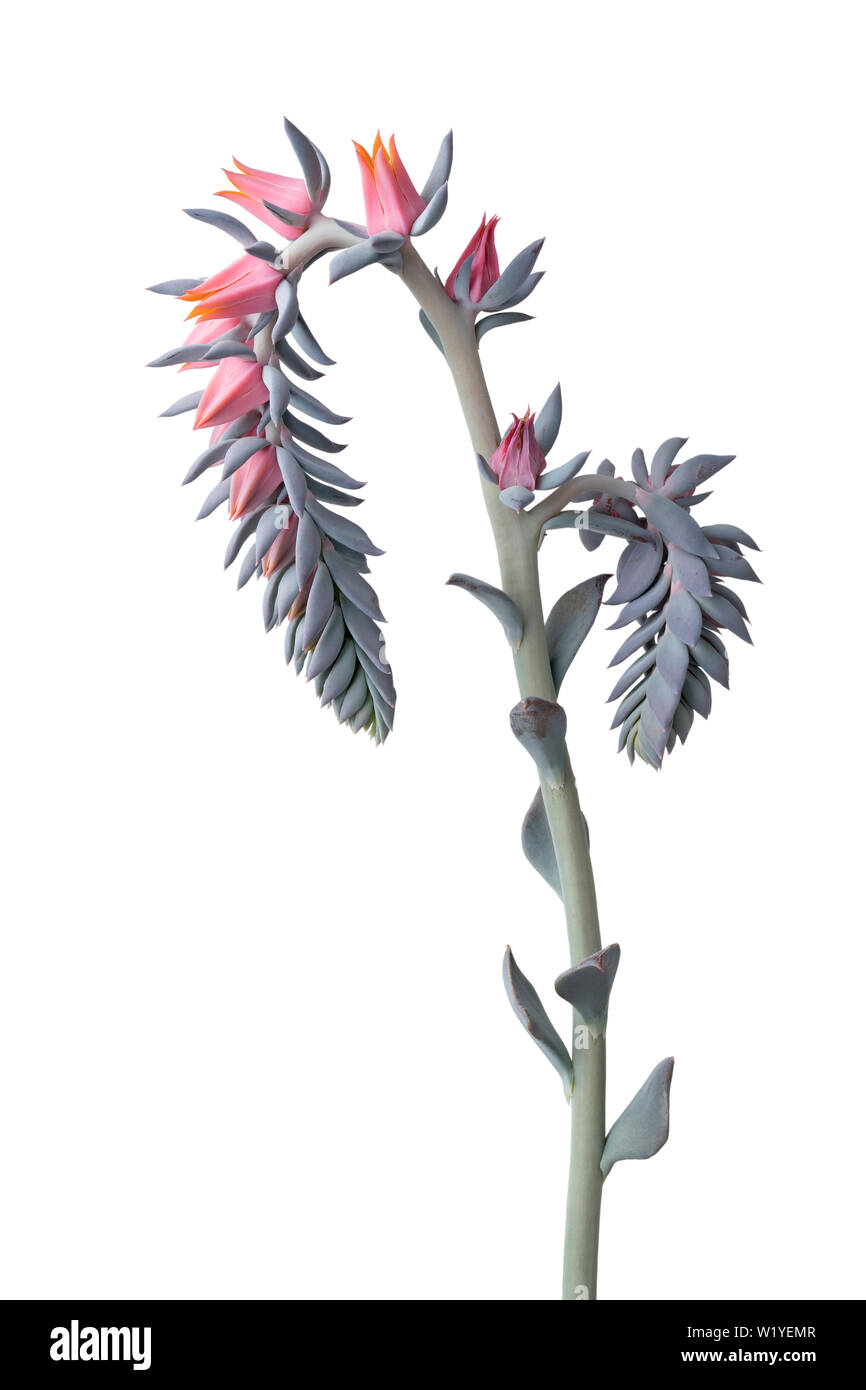 Rosa Echeveria Blumen close up auf weißem Hintergrund Stockfoto