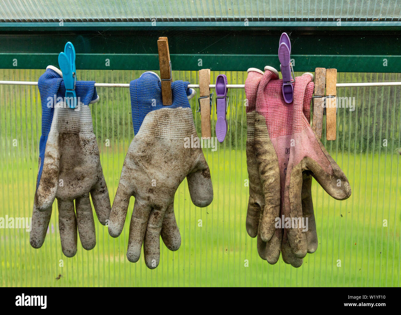 Gartenhandschuhe in einem Gewächshaus zum Trocknen aufgehängt. Stockfoto