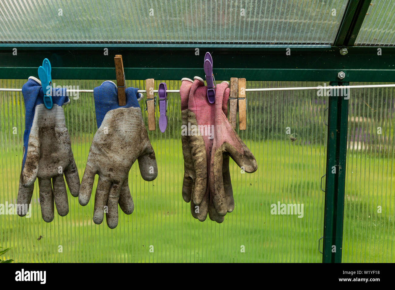Gartenhandschuhe in einem Gewächshaus zum Trocknen aufgehängt. Stockfoto