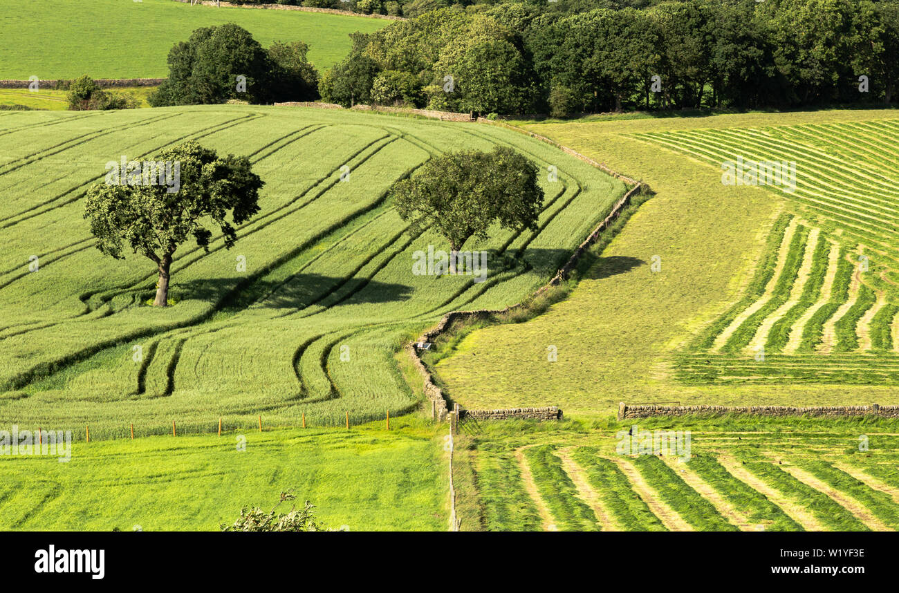 Auf Ackerland mit einem Weizenfeld und Silage. Stockfoto