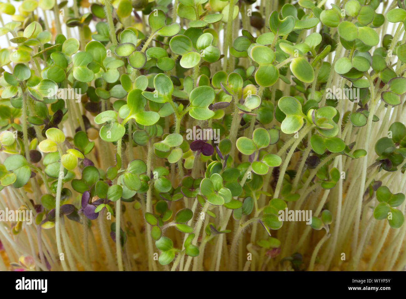 Frisch wachsenden Senf Kresse Keimsprossen close up full frame Stockfoto