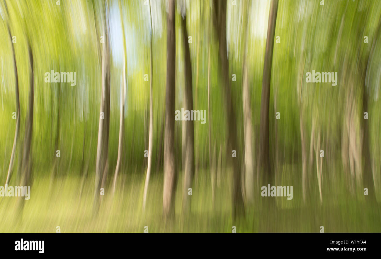 Kunst Fotografie: bewegte Kamera zeigt un-scharfe Baumstämme, Wolfsschanze, Polen Stockfoto