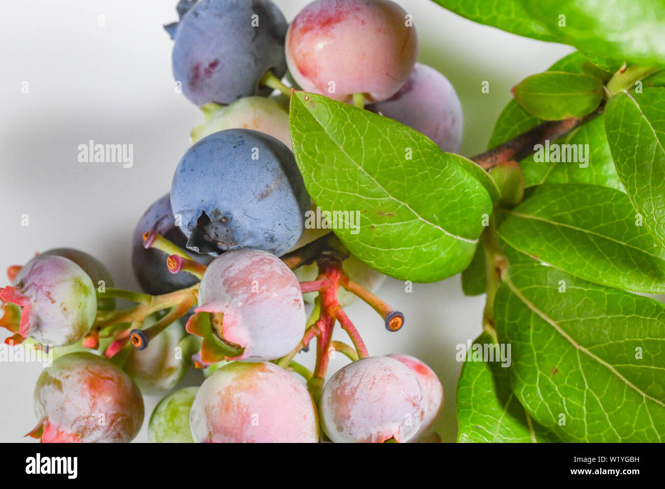 Reifen Blaubeeren - Heidelbeeren bush Blätter - weißer Hintergrund - in der Nähe von Grün Rosa Blau Blaubeeren und reife Heidelbeeren Vaccinium Cyanococcus Stockfoto