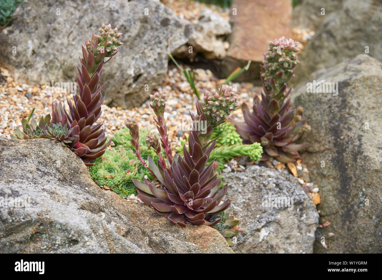 Echeveria spp blühen auf ein Steingarten UK Stockfoto