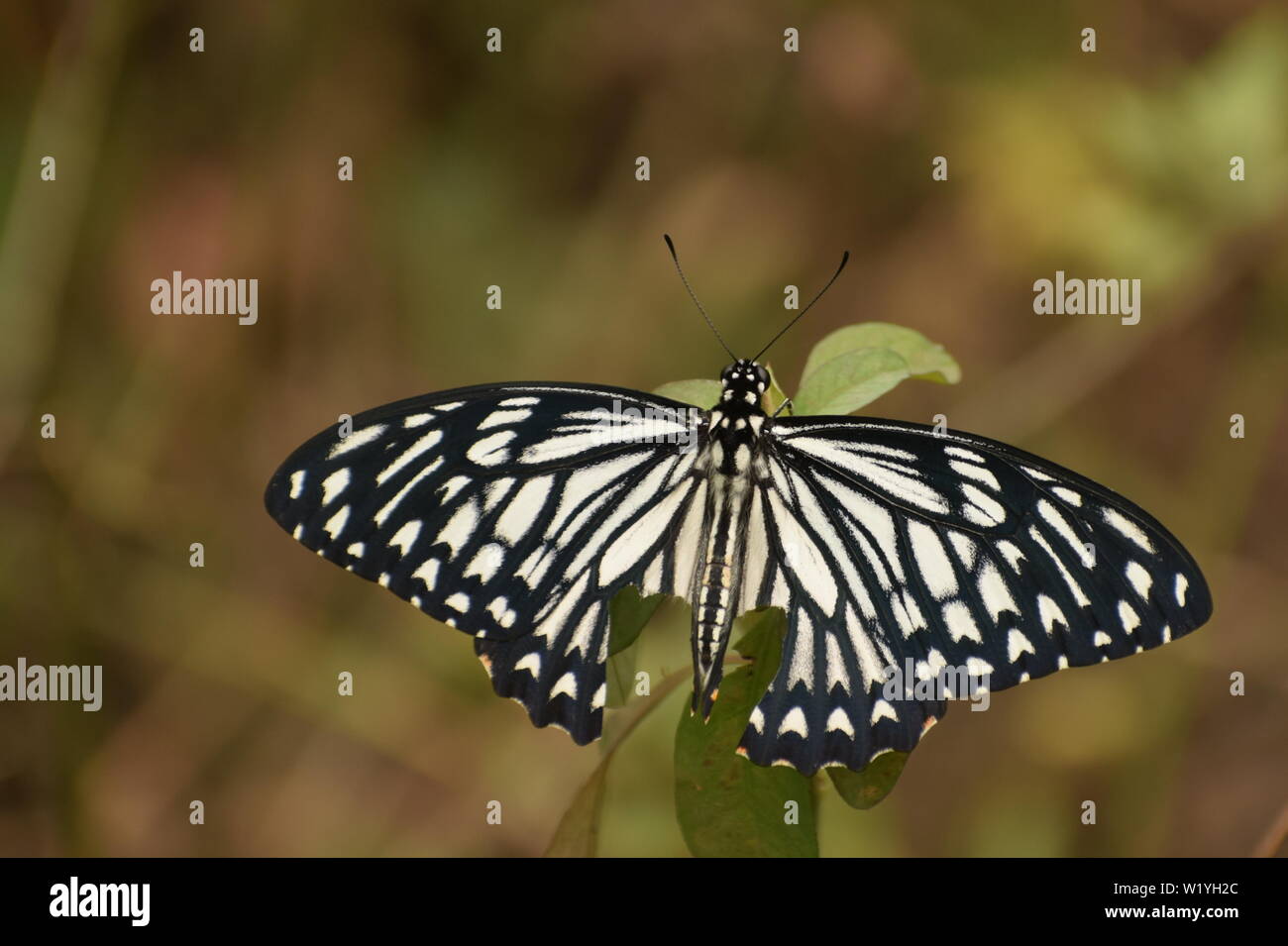 Schönen gemeinsamen mime-männlich (papilio clytia) Schmetterling. Stockfoto