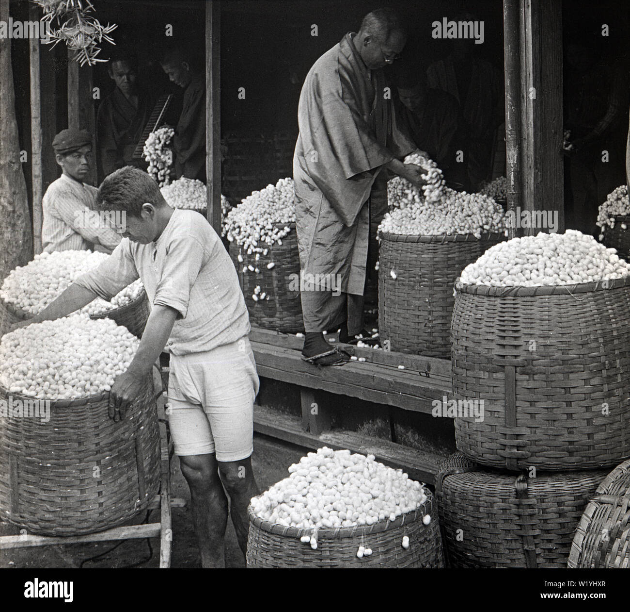 [1930er Jahre Japan - Prüfung der Seide Kokons] - vier Männer, von denen sehr leger gekleidet, untersuchen Kokons von Seide Landwirte in Shizuoka gebracht. 20. Jahrhundert vintage Glas schieben. Stockfoto