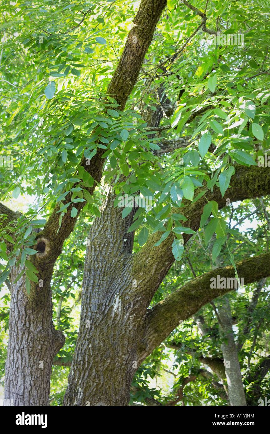 Nussbaum im garten Fotos und Bildmaterial in hoher Auflösung Seite