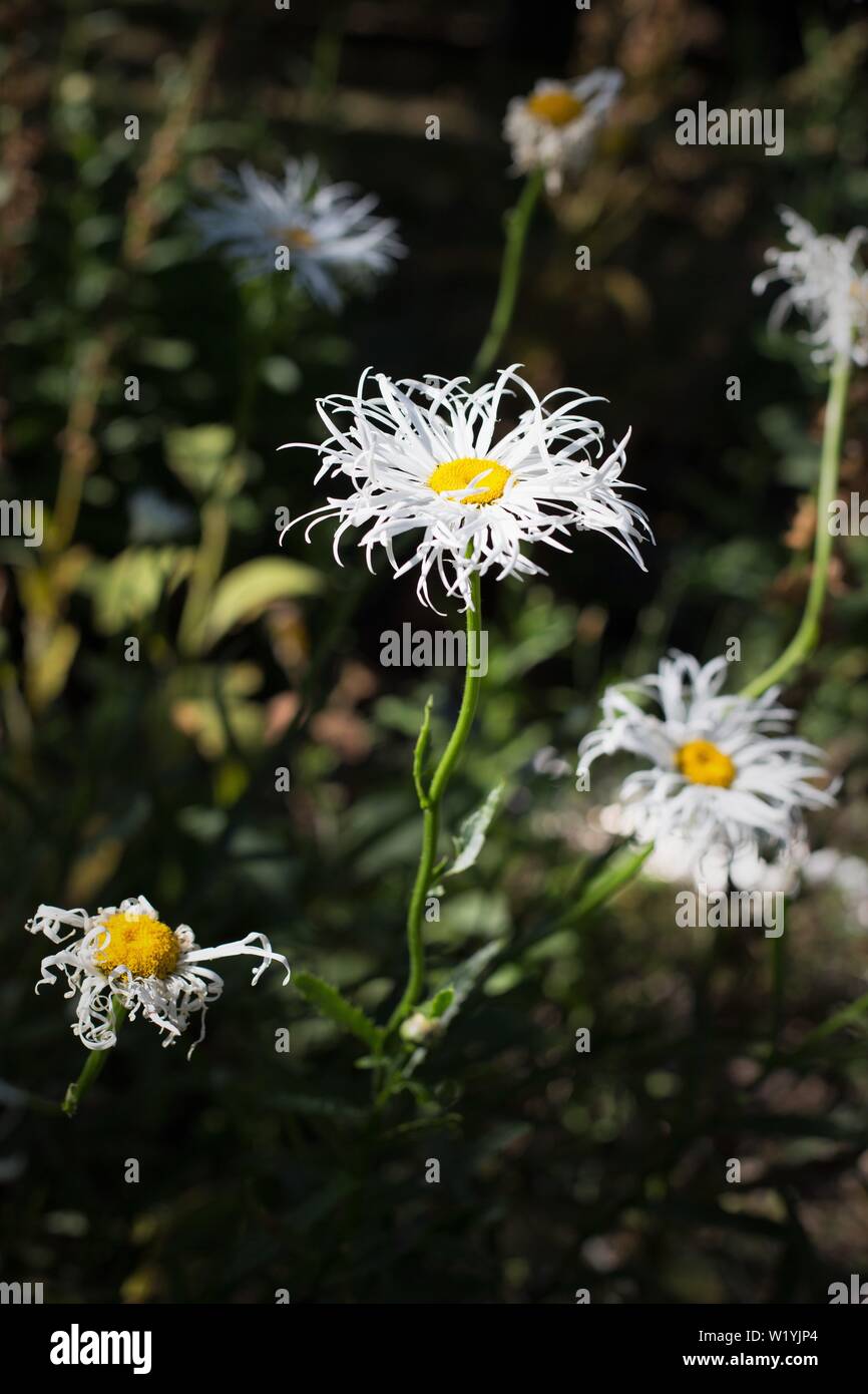 Leucanthemum x Shasta 'Lilac "alten Hof" Daisy bei Luther Burbank's Experiment Farm in Sebastopol, CA, USA. Stockfoto