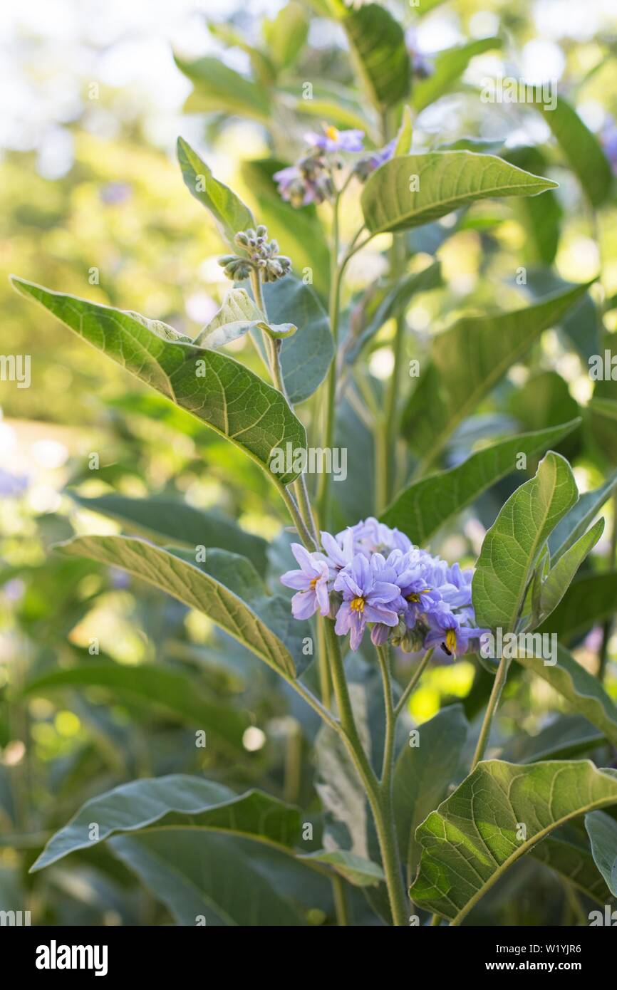 Solanum elaeagnifolium - silverleaf Nachtschatten - bei Luther Burbank's Experiment Farm in Sebastopol, CA, USA. Stockfoto