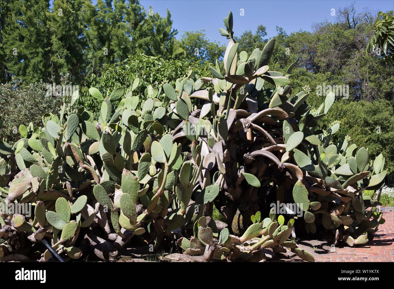 Ein riesiger Kaktus, bei Luther Burbank Haus und Garten in Santa Rosa, CA, USA. Stockfoto