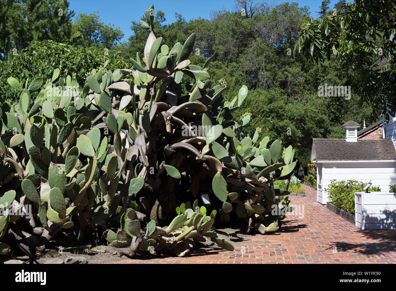 Ein riesiger Kaktus, bei Luther Burbank Haus und Garten in Santa Rosa, CA, USA. Stockfoto
