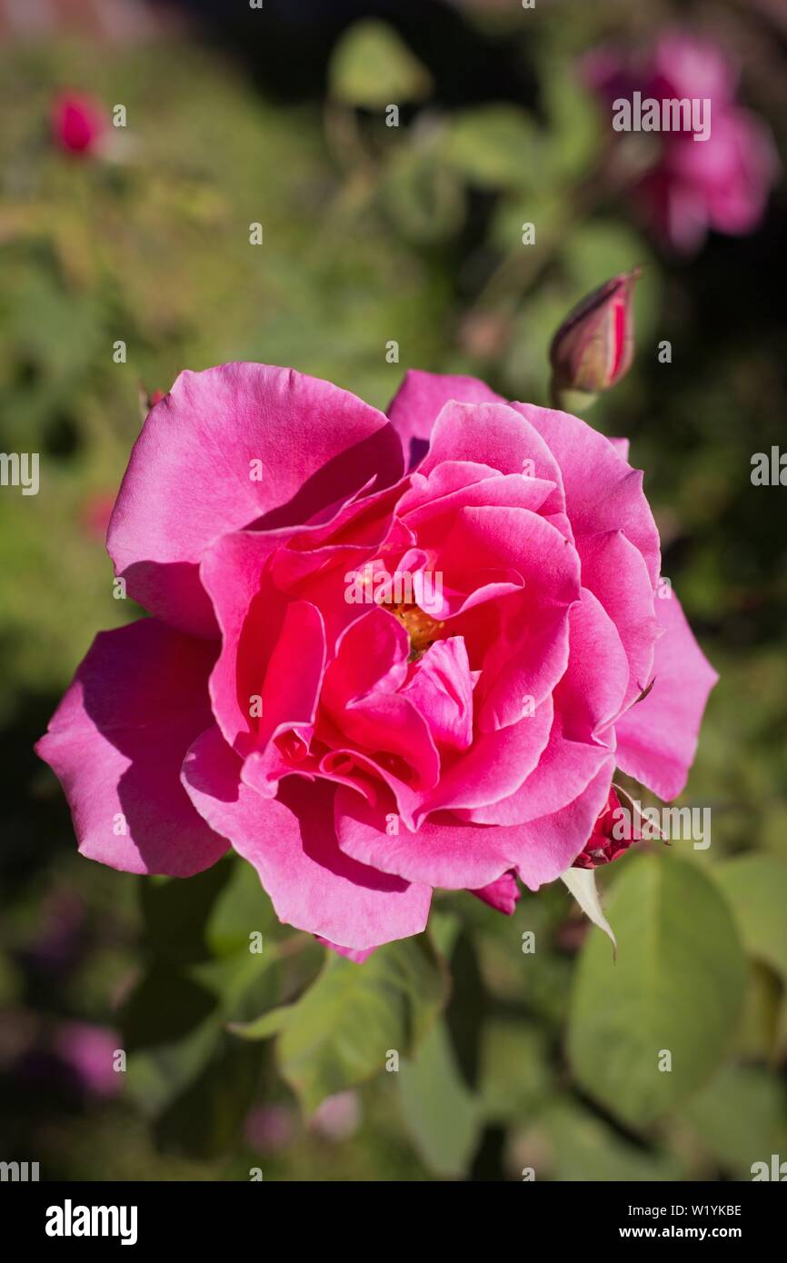 Rosa' Jahrhundert zwei" bei Luther Burbank Haus und Garten in Santa Rosa, CA, USA. Stockfoto