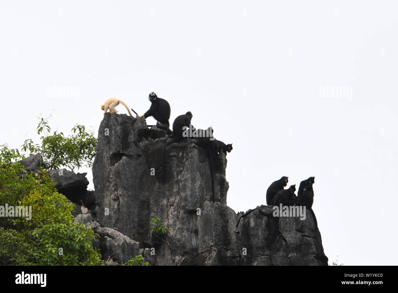 (190704) - DAXIN, Juli 4, 2019 (Xinhua) - ein Albino baby Francois' Langur und langurs andere Francois' sind auf einem Berg bei Baoxin Dorf in Daxin County, South China Guangxi Zhuang autonomen Region, Juli 4, 2019 gesehen. Die zweite albino Francois' langur Donnerstag in Guangxi entdeckt wurde seit 2017, als die ersten beobachtet wurde. Gegenwärtig gibt es weniger als 2.000 Francois 'langurs weltweit. In China, sie sind in Guangxi, Guizhou und Chongqing gefunden. Auch als Francois' Blatt Affen bekannt, die Art ist eine der am meisten bedrohten wilden Tieren und ist unter der oberen nationalen Schutz Stockfoto