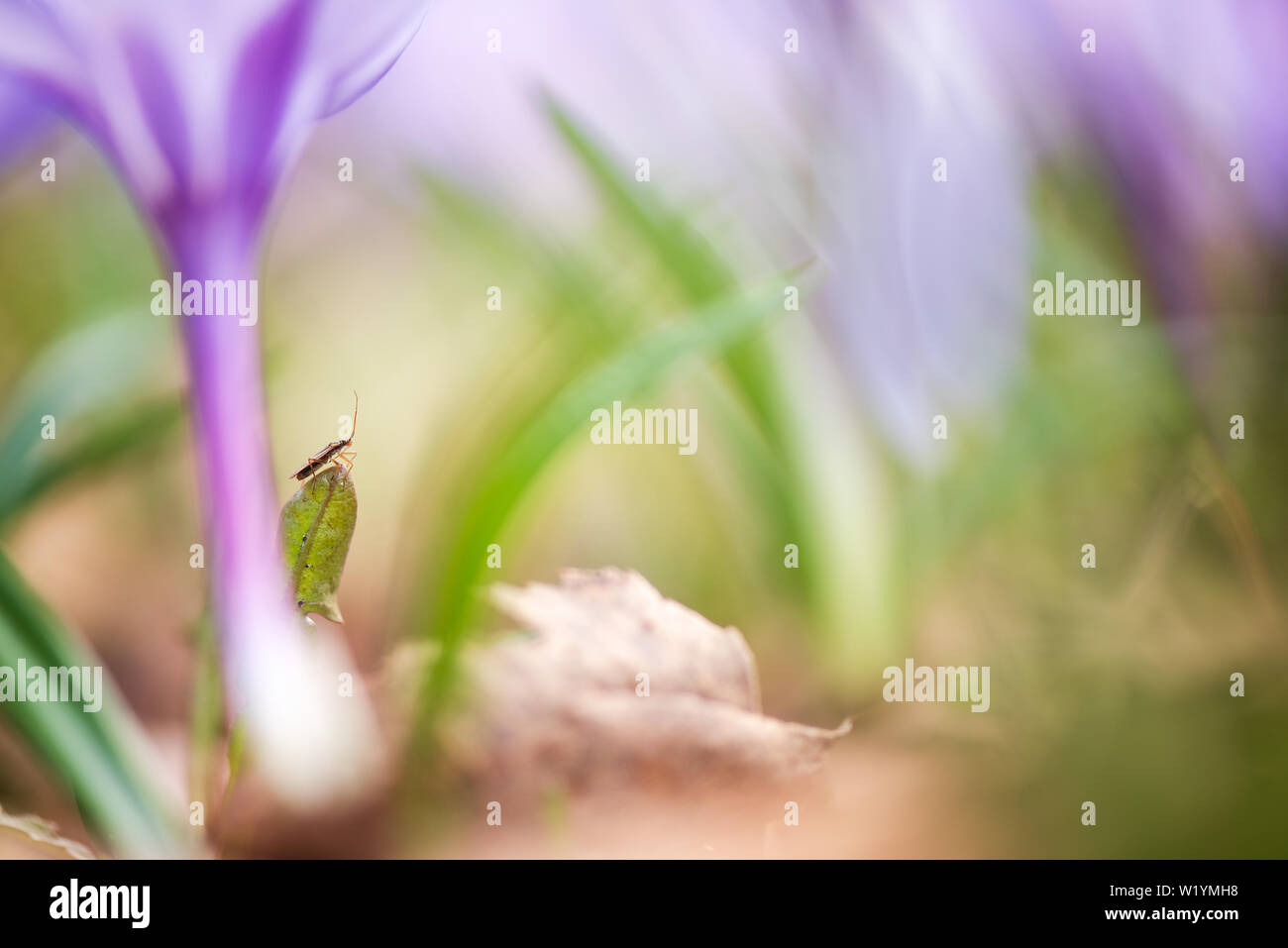 Assassin bug und Frühling Krokusse, Crocus vernus Erinnerung, im Garten. Stockfoto