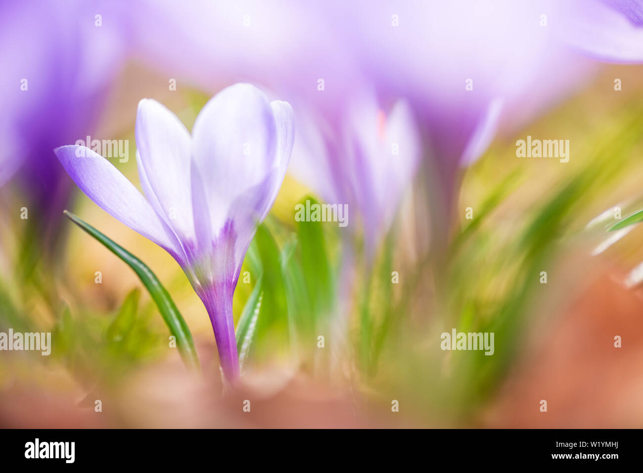Frühling Krokusse, Crocus vernus Erinnerung, im Garten. Stockfoto