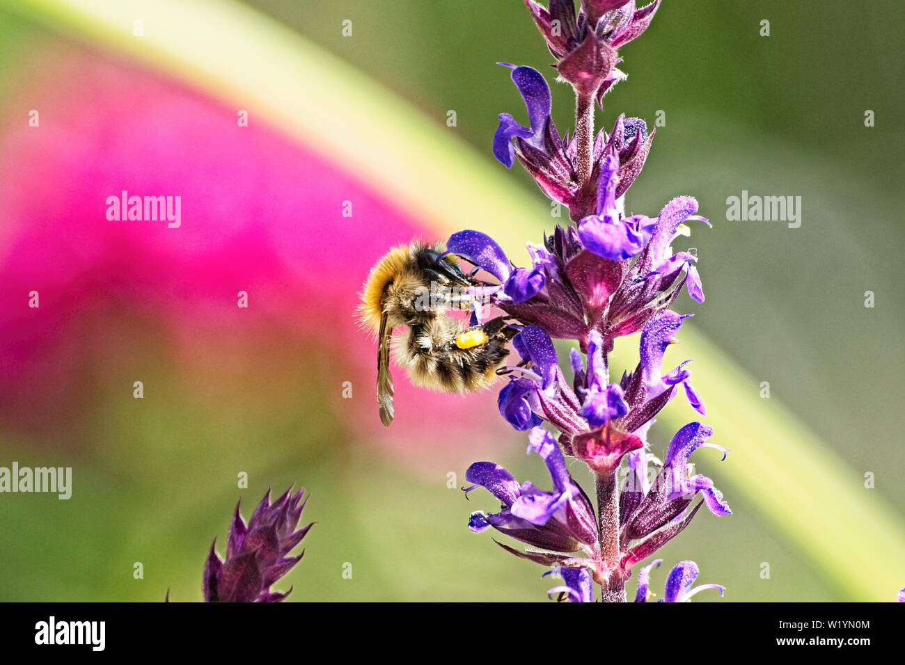 Nahaufnahme eines wilden Biene auf der Blüte einer Salvia officinalis Stockfoto