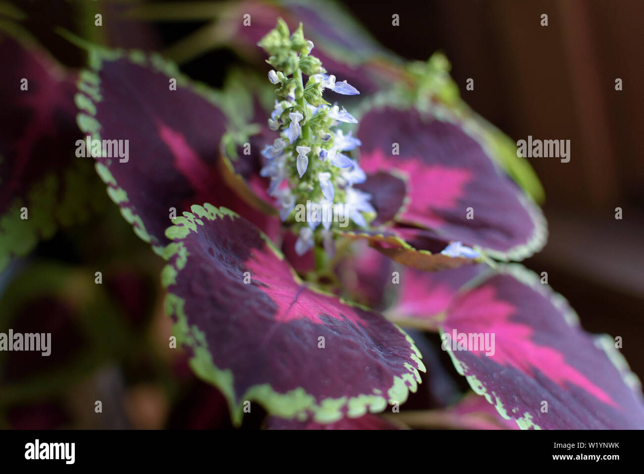 Kleine blaue Blumen von coleus, Solenostemon, auf dem Hintergrund der vielfältigen rote und grüne Blätter Stockfoto