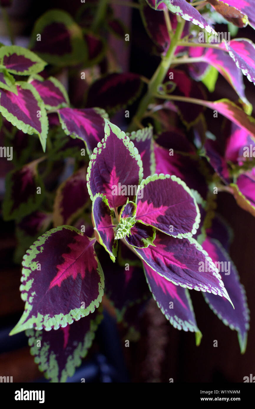 Kleine blaue Blumen von coleus, Solenostemon, auf dem Hintergrund der vielfältigen rote und grüne Blätter Stockfoto
