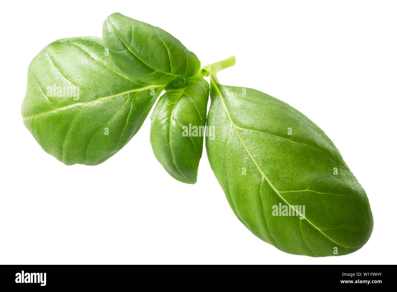 Baby Genovese Basilikum (Ocimum basilicum) Blätter, isoliert Stockfoto