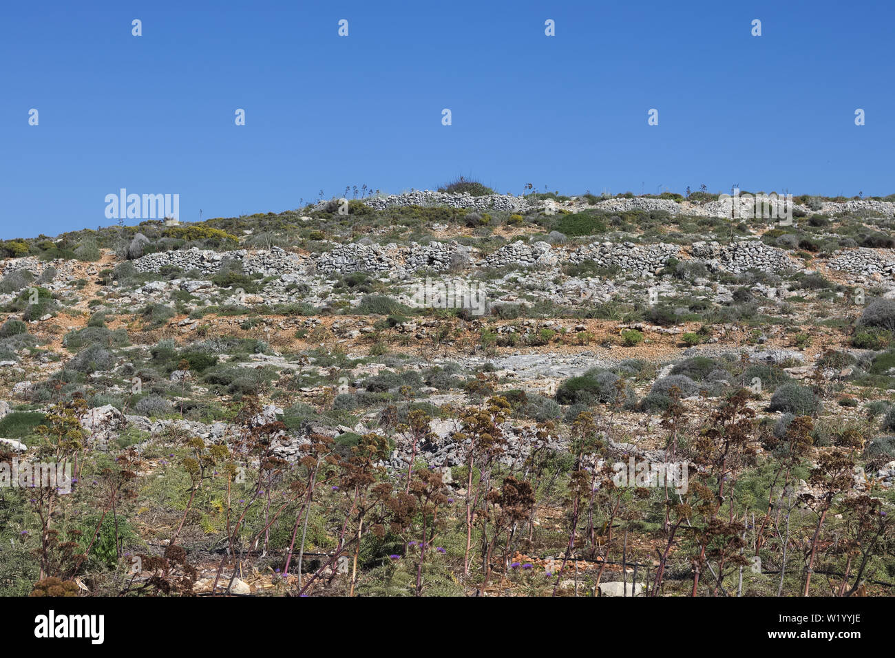 Typische Landschaft Landschaft auf Comino Insel mit Trockenmauern und Vegetation, Malta. Stockfoto