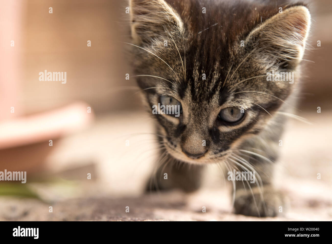 Junge verspielte Tabby cat Stockfoto