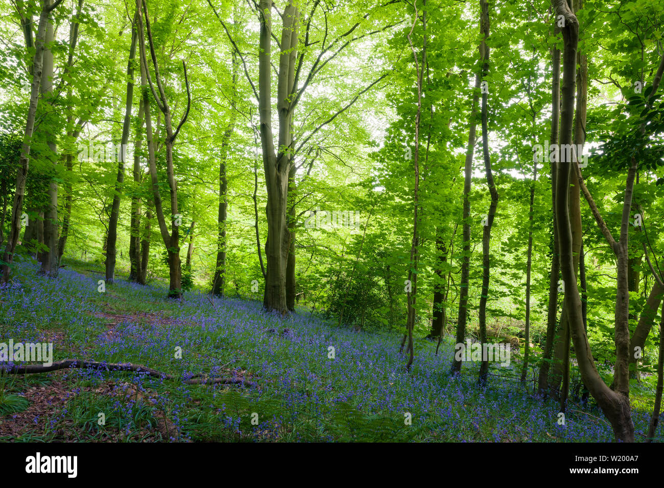 Bluebells (Hyacinthoides non scripta) in Blume in Leigh Woods in der Nähe von Bristol, North Somerset, England. Stockfoto