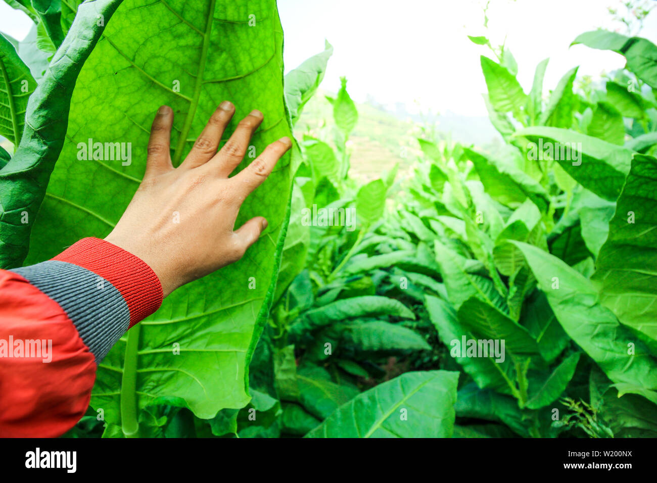 Der Tabak Blätter sind grün in einem Tabak Feld Stockfoto