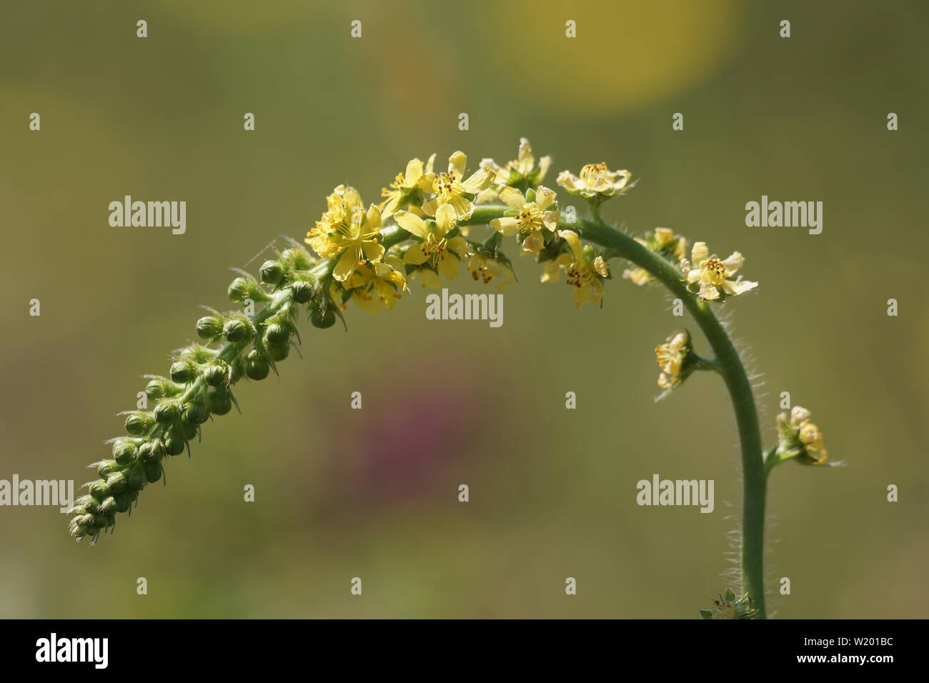 Gemeinsame Agrimony (Agrimonia eupatoria) wild wachsenden Stockfoto