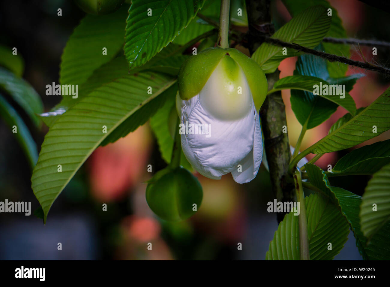 Chulta baum Dillenia Indica, Elefant Apple am Baum oder Chalta Südostasiens Dillenia indica Stockfoto