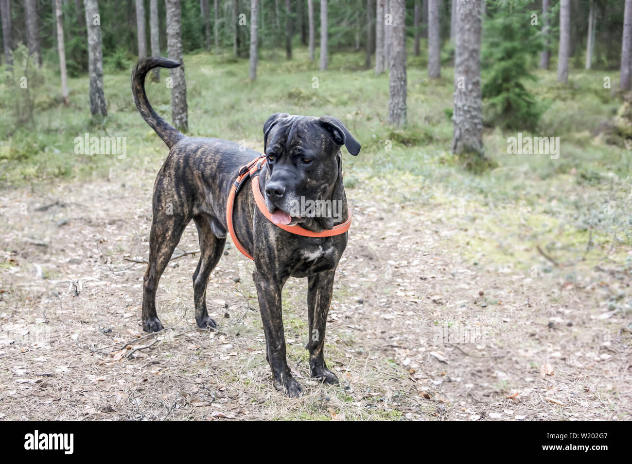 Cane Corso Hund steht und sieht in den Wäldern und der Straße Stockfoto