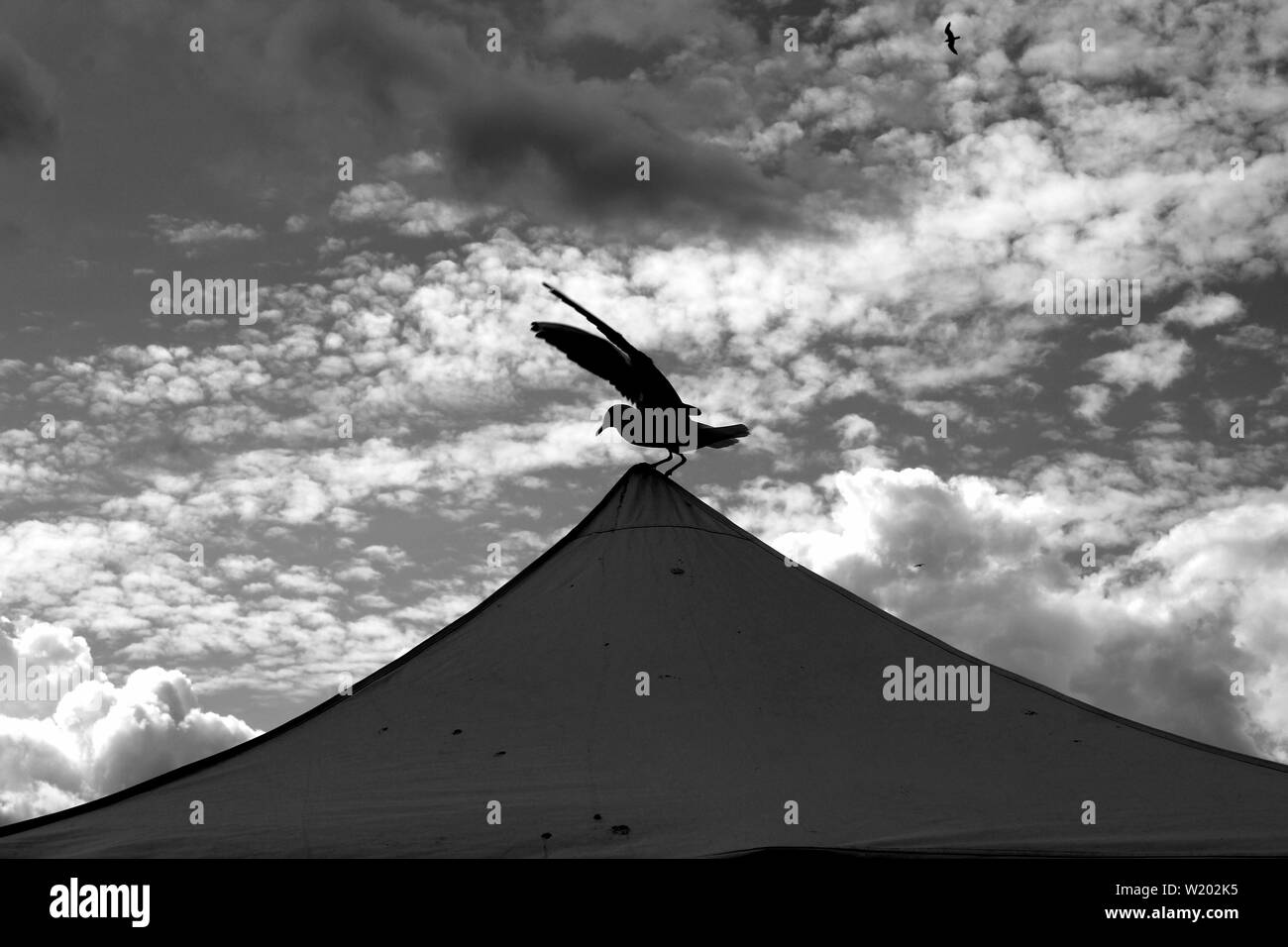 Möwe Vogel Verbreitung Flügel sitzen auf Zelt Schwarz und Weiß Stockfoto