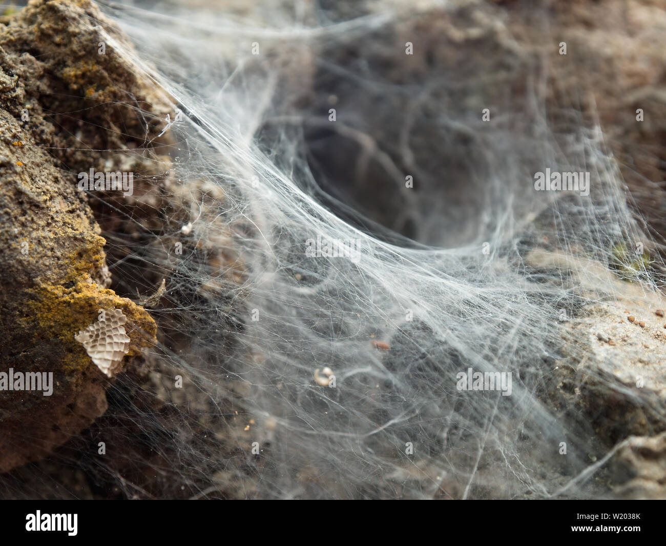 Spider - eines Sydney tunnel Spinne (Coelotes terrestris) in einer Steinmauer mit Resten von Mahlzeiten, close-up. Stockfoto