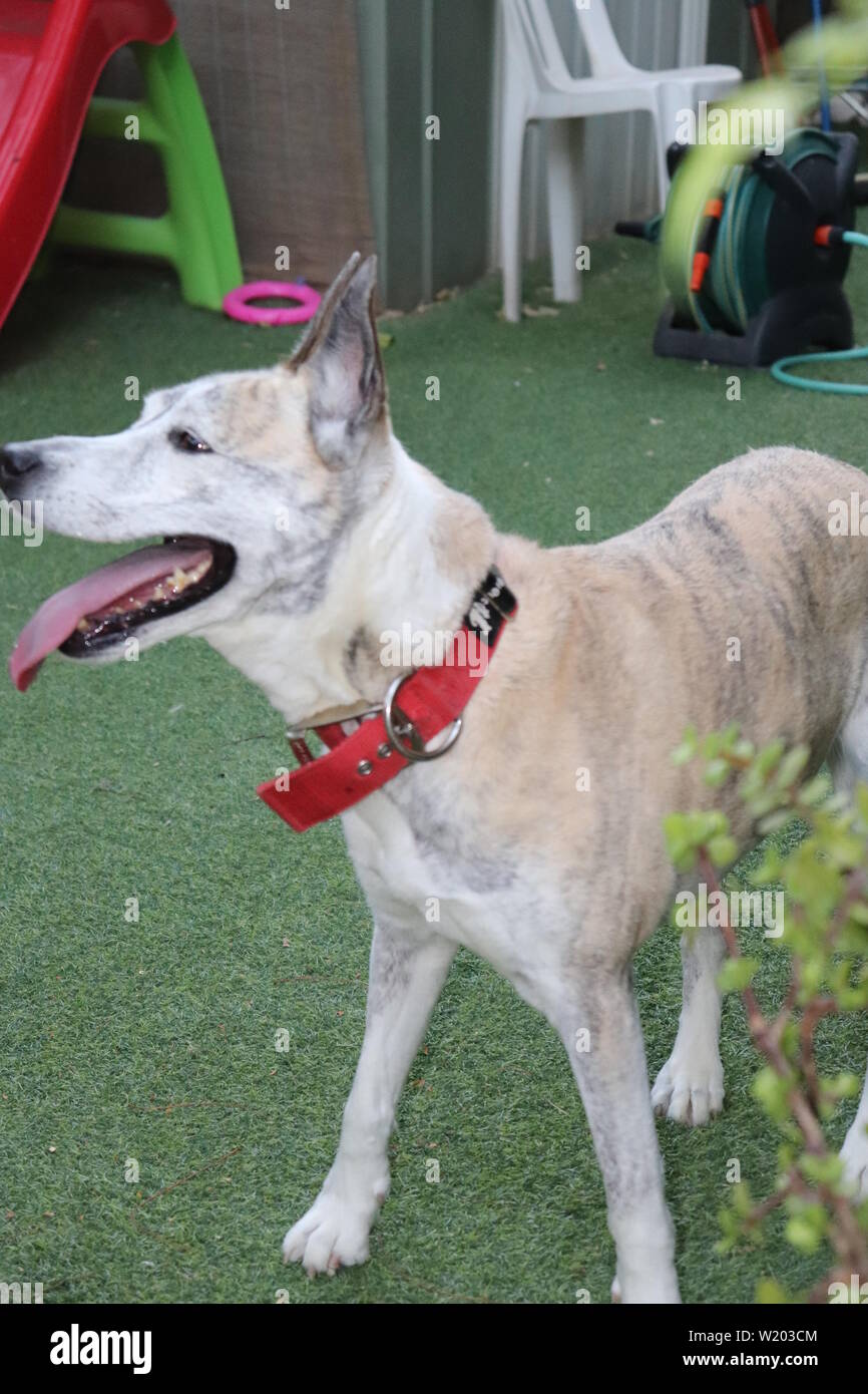 Hunde in unserem Leben Stockfoto