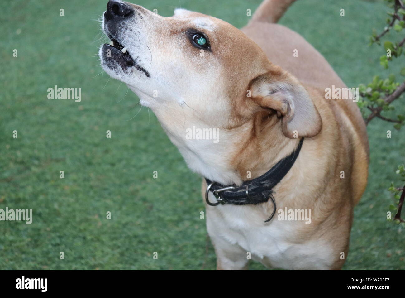 Hunde in unserem Leben Stockfoto