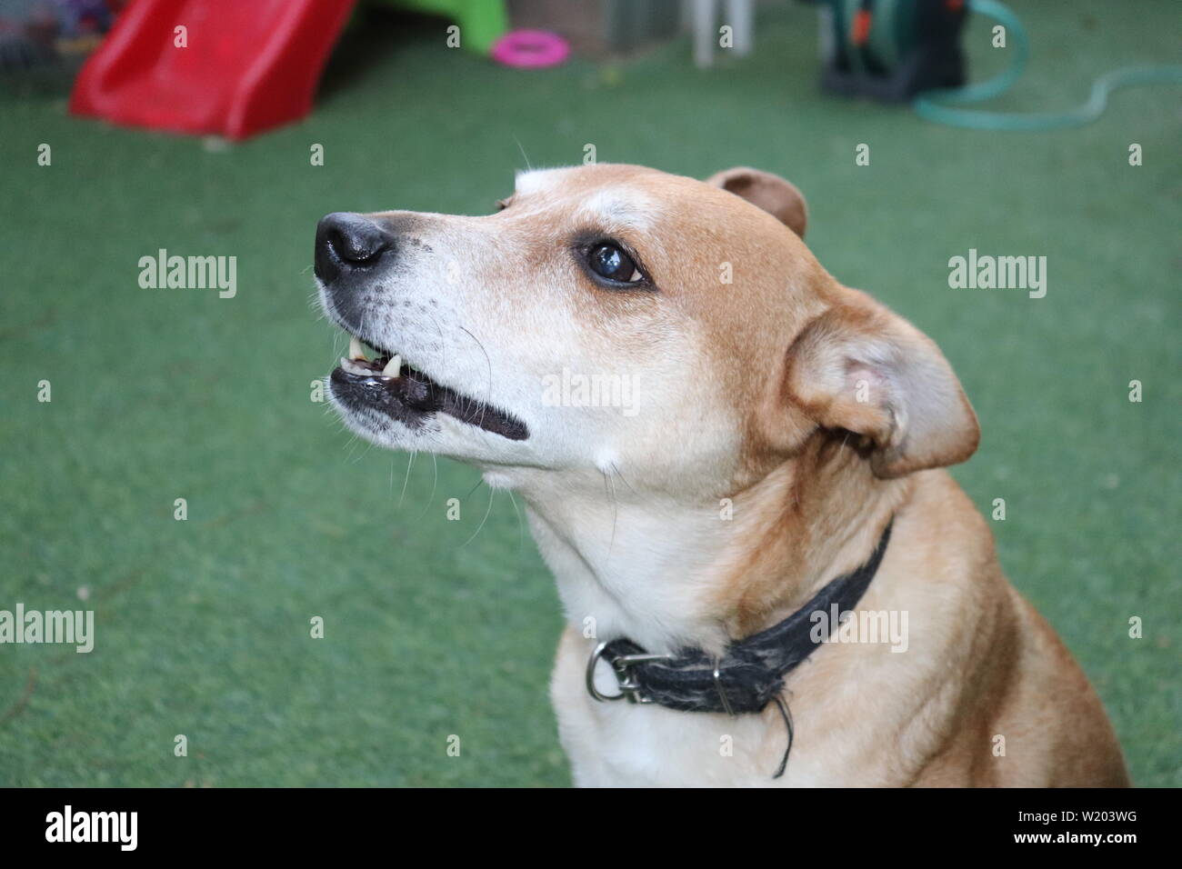 Hunde in unserem Leben Stockfoto