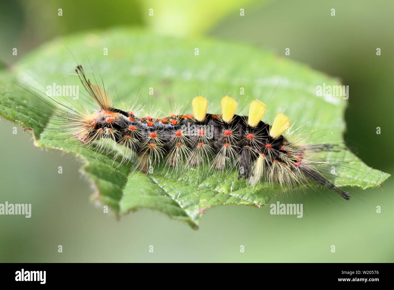 Eine gelbe getuftete Form einer Vaporer Motte (Orgyia antiqua) Caterpillar auf einer teilweise gegessen Dornbusch Blatt Stockfoto