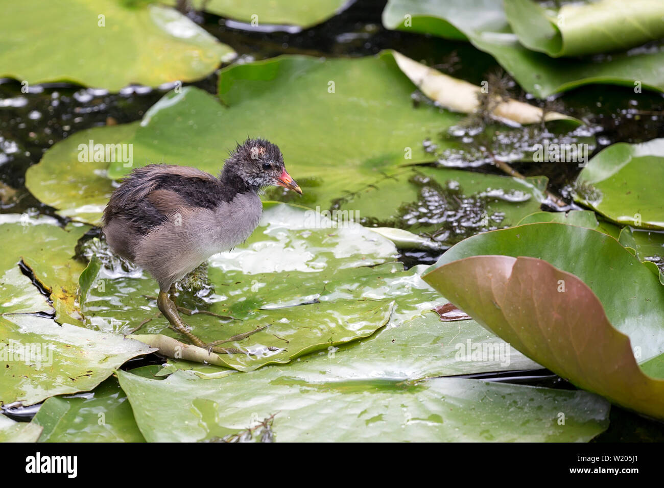 Junge Ente in freier Wildbahn Stockfoto