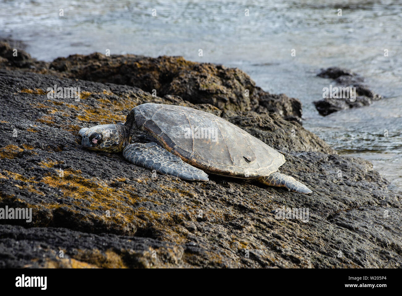 Vom Aussterben bedrohte Meeresschildkröte ruht auf einem Felsen auf der hawaiischen Insel Big Island Stockfoto