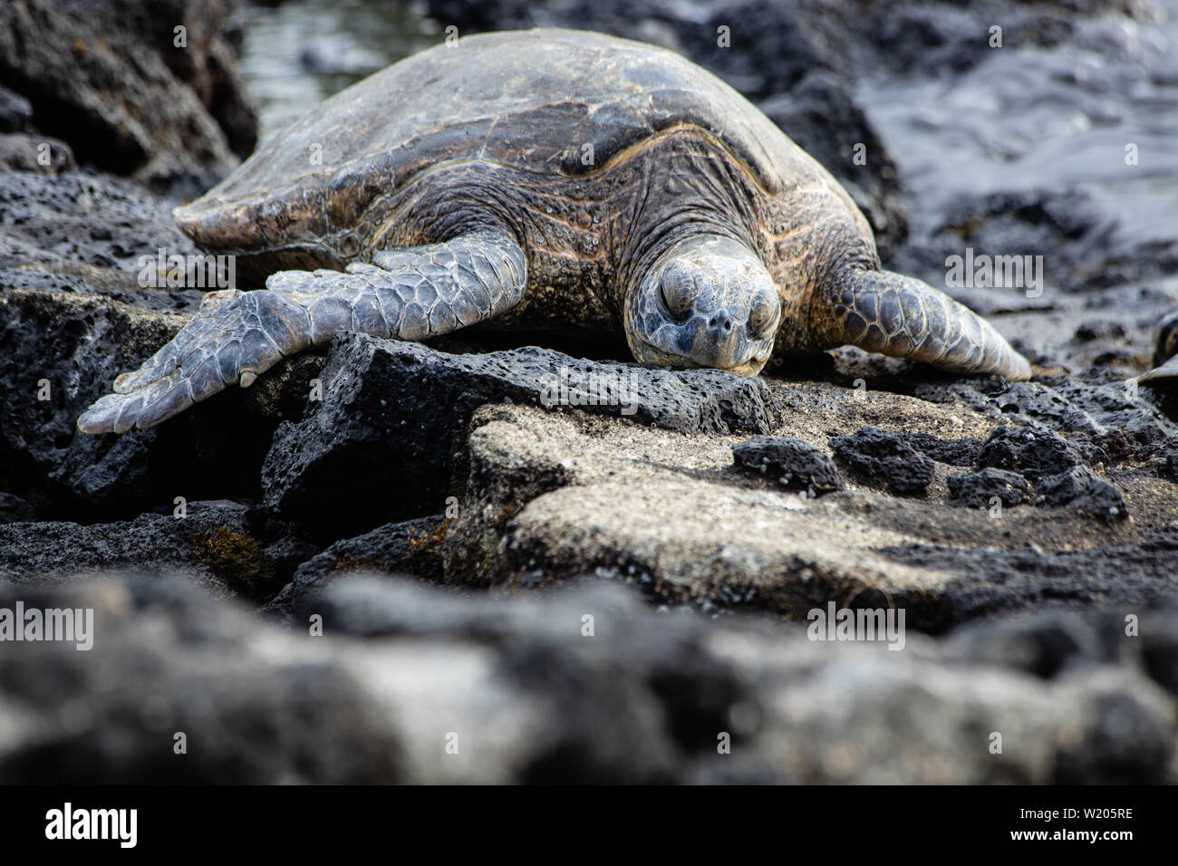 Vom Aussterben bedrohte Meeresschildkröte ruht auf einem Felsen auf der hawaiischen Insel Big Island Stockfoto