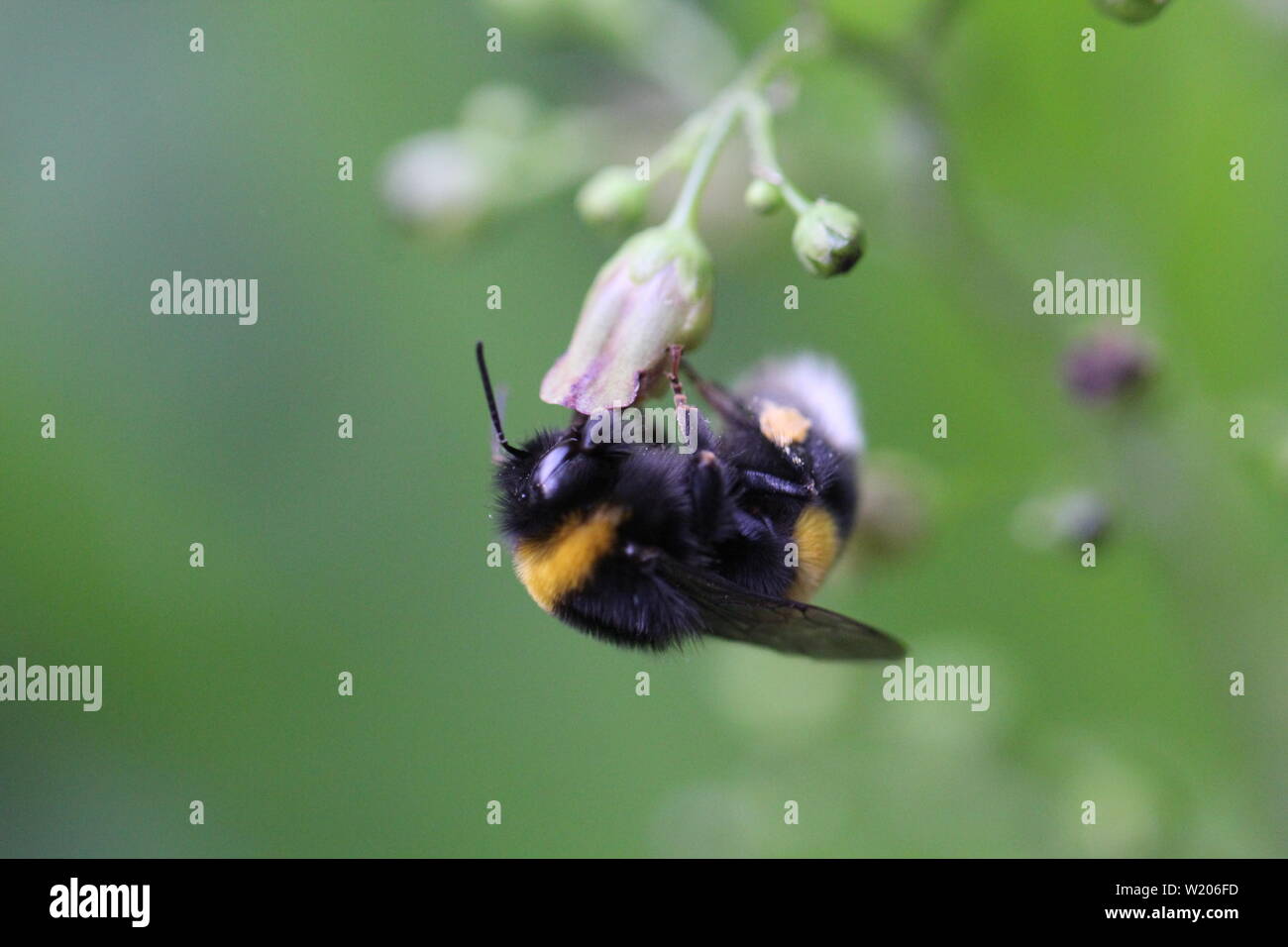 Eine Hummel trinkt gerade Nektar aus einer Blüte des Braunwurzgewächses in einem naturnahen Garten in Düsseldorf, Deutschland. Stockfoto